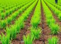 India’s Nitrogen Crop Restructuring Could Deliver Environmental Benefits and Reshape Interstate Trade