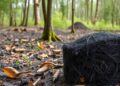 International online forum reviews three decades of biochar research