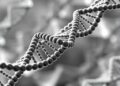 Interpretable DNABERT Models Predict DNA Replication Origins in S. cerevisiae
