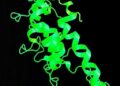 Isolated SACSIN HEPN Domain Exhibits RNA-Binding Activity