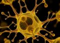 JAK2V617F Gold Nanoparticles Suppress IRF7 and TLR9 Activation