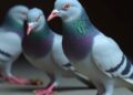 Ketamine and Xylazine Combinations Alter Nav1.5 Gene Expression in Pigeons