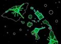 Leptospira bacteria detected in cattle and rodents across Papua New Guinea provinces
