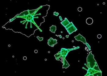 Leptospira bacteria detected in cattle and rodents across Papua New Guinea provinces