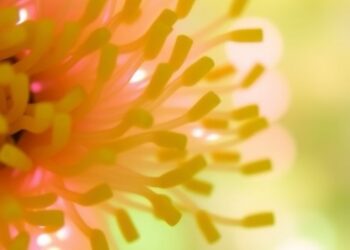 Light Acclimation Across Photobioreactor Depth Boosts Biomass Production in Picochlorum renovo