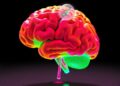Light-field microscopy pushes 3D neuroimaging toward unprecedented speed