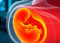 Lightweight AI network delivers reliable fetal monitoring in noisy environments