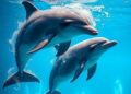 Listening in on dolphins reveals acoustic clues to food and friendship hotspots