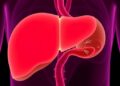 Lithocholic acid eases fatty liver disease in mice and nonhuman primates