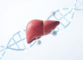Liver Transplant Study Links Long-Term Survival to Immune Epigenetic Remodeling