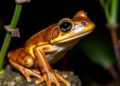 London-held mystery leads scientists to discover a new Ecuadorian frog