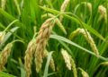Long-read sequencing unveils wild rice transcriptome complexity and refines annotation