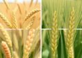 MSR Gene Discovery in Four Wheat Species Reveals TaMSRB5 Enhances Copper Tolerance