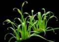Magnetic Kirigami Wearable Tracks Sap Flow in Delicate Grass-Like Plants