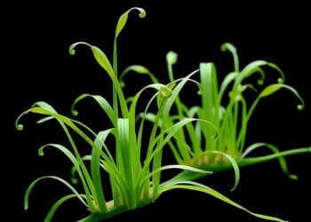 Magnetic Kirigami Wearable Tracks Sap Flow in Delicate Grass-Like Plants