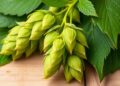 Malt and hop compounds strengthen skin antioxidant defenses against psoriasis inflammation