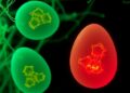 Mammalian Eggs Store Ready-to-Activate Degradative and Cytoskeletal Complexes in Cytoplasmic Lattices
