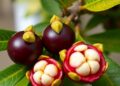 Mangosteen Peel Extract Boosts Graphene Oxide CO2 Adsorption Across Synthesis Temperatures