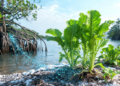Mangrove Bacteria Boost Mustard Growth Under Salty Conditions