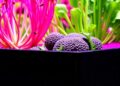 Marine Purple Bacterial Fertilizer Alters Mineralization, Nitrous Oxide Emissions and Broccoli Yield