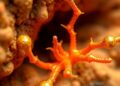 Marine chitinase BtChi attacks Candida cell walls, releasing antifungal chitooligosaccharides