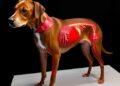 Metanephrine-Secreting Dog Adrenal Cancer Mimicked Pheochromocytoma, Case Shows