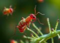 Methylation puts parasites in motion