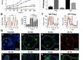MicroRNA-146b-5p Fuels LPS-Induced Acute Kidney Injury via ERBB4-NF-κB Signaling