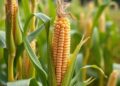 Microbes Turn Corn Stalks Into Dinner