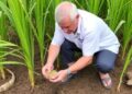 Microbial Team Speeds Rice Straw Breakdown and Boosts Soil Fertility