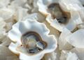 Microplastics Contaminate Texas Oysters, Triggering Biochemical Stress and Physiological Damage