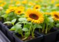 Mild Salt Stress Boosts Sunflower Microgreen Growth, Nutrition, and Antioxidant Capacity