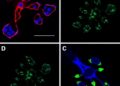 Mitochondrial DNA Mutation Causes Early Intestinal Epithelial Dysfunction During Acute Colitis
