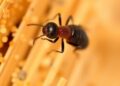 Modified Zinc Oxide Nanoparticles Show Promise for Termite Control