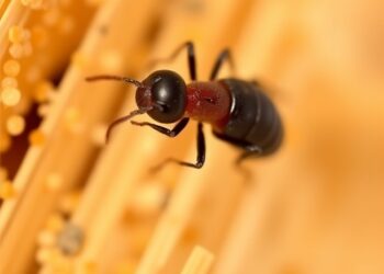 Modified Zinc Oxide Nanoparticles Show Promise for Termite Control