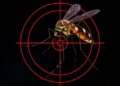 Mosquitoes target specific blood types—and yours may not be among them