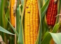 Multi-omics reveal conserved and lineage-specific defenses against southern corn rust in maize
