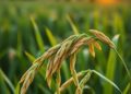 Nanoparticles help rice increase yields without sacrificing grain quality