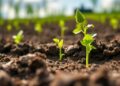 Native microbes restore acidic soils while boosting crop growth