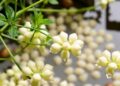 Natural biopolymer beads offer smart, sustainable solution for wastewater treatment and beyond