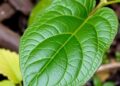 Natural leaf coatings could help hydrochar store carbon more effectively
