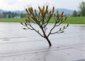 Nature-Inspired Algorithms and Probabilistic Conjugate Methods Improve Wavelet Neural Rainfall Modeling