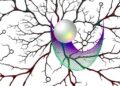 Neural precursor divides into two cell lineages earlier than expected