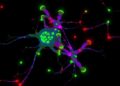 Neuroligin-3–CSPG4 mechanotransduction preserves oligodendrocyte progenitors and promotes glioma growth