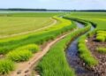 New Bypass Highway and Watercourse Restoration Shape Southern Damselfly Genetics and Recolonisation