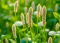 New Microhaplotype Databases and Tools Reveal Crop Genetic Diversity