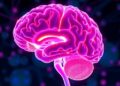 New Neuropsychiatric Journal Illuminates Brain-Behavior Links in Mental and Neurological Health