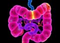 New atlas reveals mesenchymal diversity in human gut and organoids