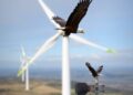 New deterrent system successfully warns golden eagles about wind turbines