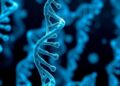 New genetic tool reveals how genes are regulated